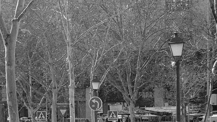 Los árboles sobre los puestos de El Rastro de Madrid