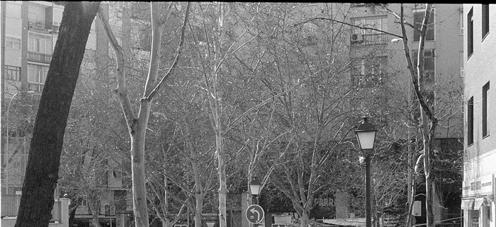 Los árboles del paseo sobre los puestos de El Rastro de Madrid